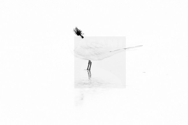 Sandwich Tern (Thalasseus sandvicensis), side view of an adult in winter plumage standing in the water, Campania, Italy stock-image by Agami/Saverio Gatto,