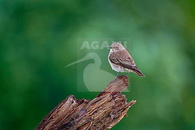 Spotted Flycatcher (Muscicapa striata) sitting on a branch against a green natural background on its wintering grounds in Africa, Botswana stock-image by Agami/Tomas Grim,