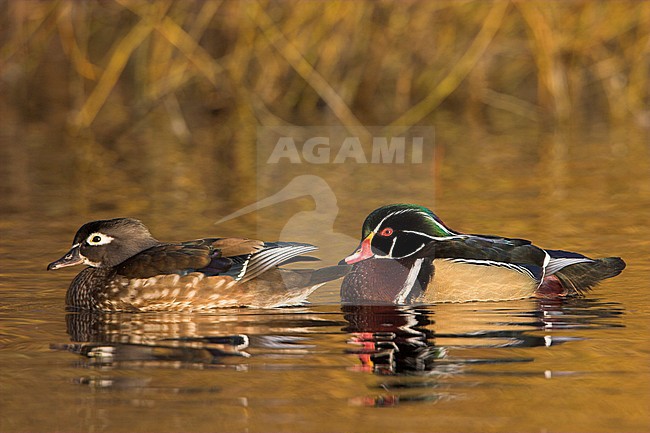 Wood Duck (Aix sponsa) swimming on a golden pond in Victoria, BC, Canada. stock-image by Agami/Glenn Bartley,