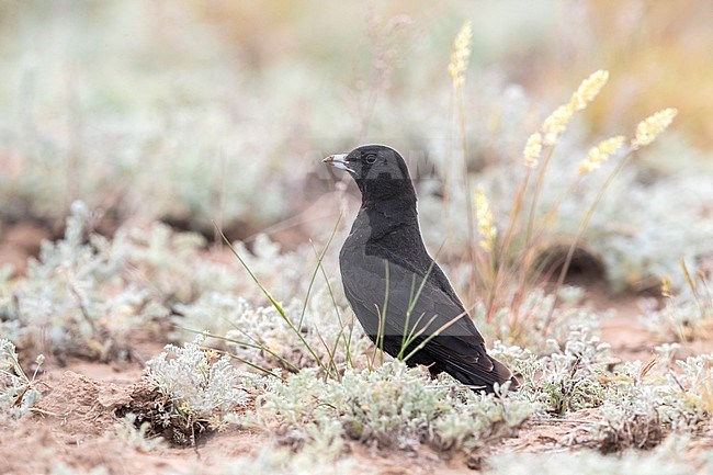 Black Lark; Melanocorypha yeltoniensis stock-image by Agami/Daniele Occhiato,