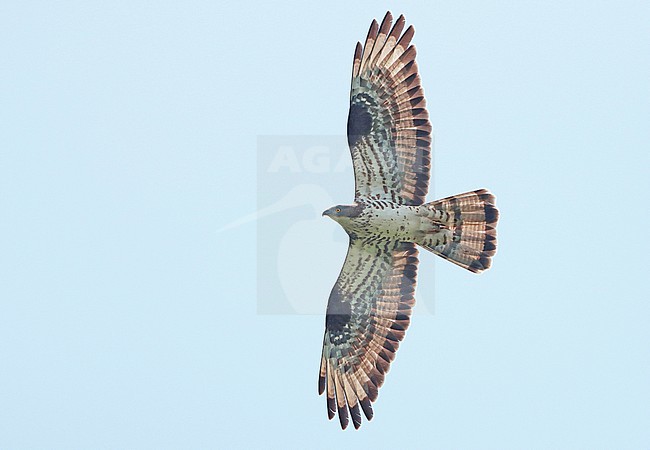European Honey Buzzard (Pernis apivorus), adult male in flight, showing underwings. stock-image by Agami/Fred Visscher,