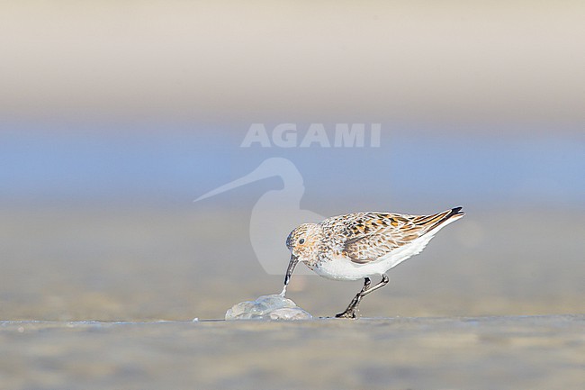 Drieteenstrandloper, Sanderling, Calidris alba in summer plumage foraging on beach stock-image by Agami/Menno van Duijn,