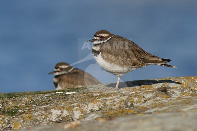 Killdeer (Charadrius vociferus) in Victoria, BC, Canada. stock-image by Agami/Glenn Bartley,