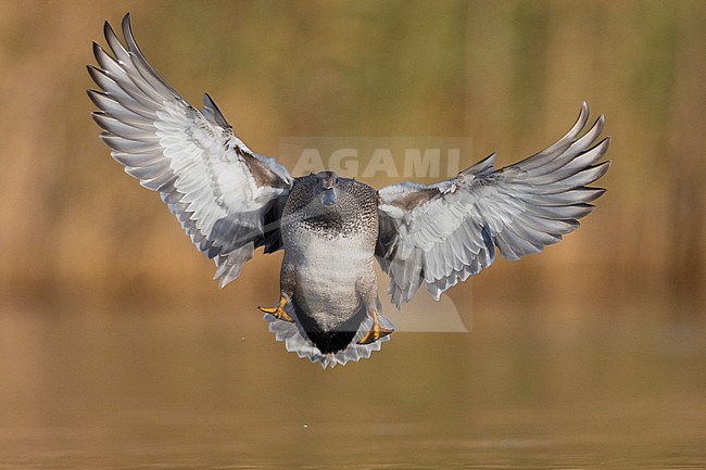 Gadwall (Mareca strepera), front view of an adult malein flight, Campania, Italy stock-image by Agami/Saverio Gatto,