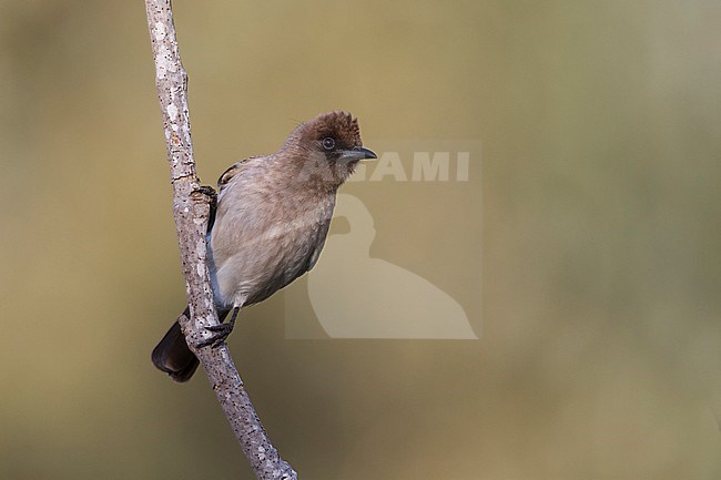 Common Bulbul - Graubülbül - Pycnonotus barbatus ssp. barbatus, Morocco stock-image by Agami/Ralph Martin,