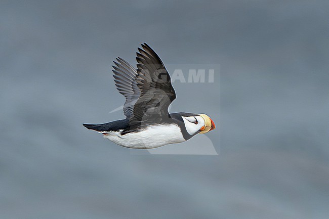 Horned Puffin (Fratercula corniculata) on St Paul island, Alaska, United States. stock-image by Agami/Dani Lopez-Velasco,