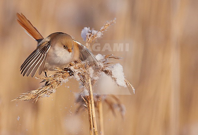 Bearded Reedling (Panurus biarmicus) Espoo Finland January 2016 stock-image by Agami/Markus Varesvuo,