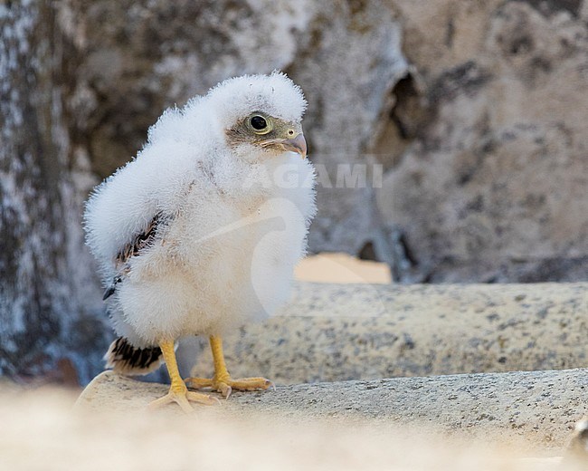 Lesser Kestrel (Falco naumanni), chick standing on the ground nearby its nest in Matera, Italy. stock-image by Agami/Saverio Gatto,
