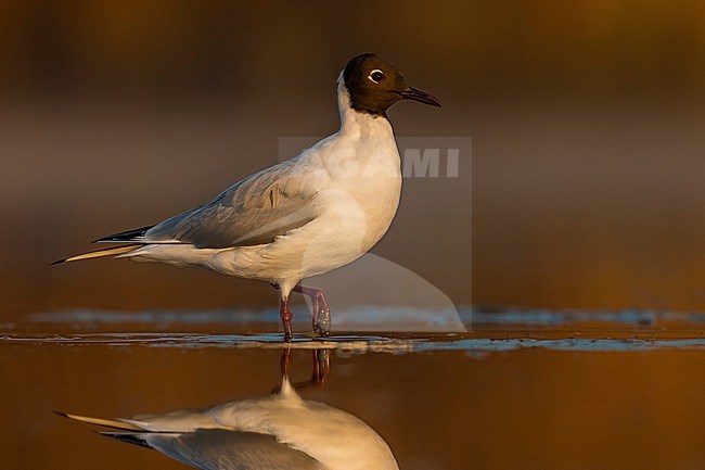 Common Black-headed Gull, Croicocephalus ridibundus, in Italy. stock-image by Agami/Daniele Occhiato,