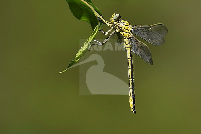 Mannetje Plasrombout, Male Western Clubtail stock-image by Agami/Wil Leurs,