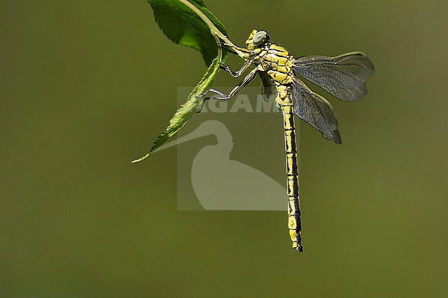 Mannetje Plasrombout, Male Western Clubtail stock-image by Agami/Wil Leurs,