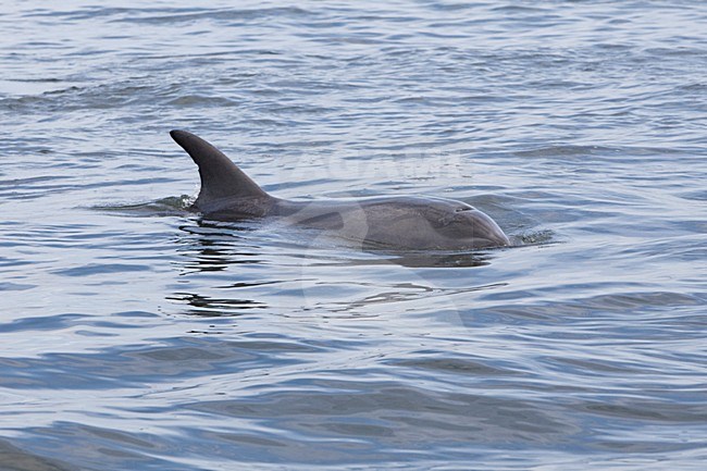 Tuimelaar bij de kust van Walvisbaai Namibie, Common Bottlenose Dolphin near the coast of Walvisbaai Namibia stock-image by Agami/Wil Leurs,