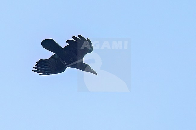 Philippine Jungle Crow (Corvus philippinus)  in flight in the Philippines stock-image by Agami/Dubi Shapiro,