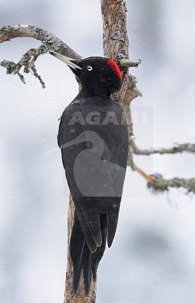 Black Woodpecker foraging on treetrunc; Zwarte Specht foeragerend op boomstam stock-image by Agami/Markus Varesvuo,
