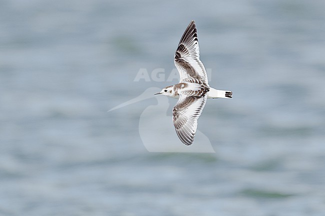  stock-image by Agami/Menno van Duijn,