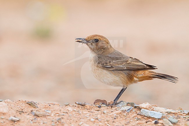 Red-rumped Wheatear - Fahlbürzel-Steinschmätzer - Oenanthe moesta, Morocco, adult female stock-image by Agami/Ralph Martin,