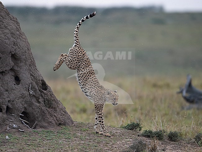 Side view of a  Cheetah, (Acinonyx jubatus) jumping down from a Termite mound. Kenya stock-image by Agami/Markku Rantala,