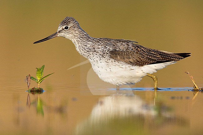 Greenshank (Tringa nebularia), side view of an adult standing in the water, Campania, Italy stock-image by Agami/Saverio Gatto,