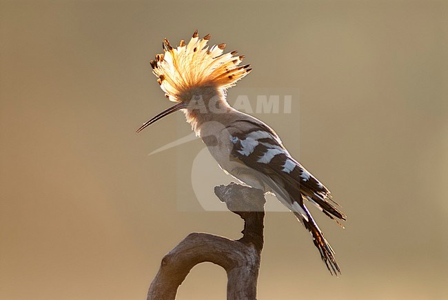 Hop met opgezette kuif; Hoopoe (Upupa epops) with erected crest stock-image by Agami/Bence Mate,