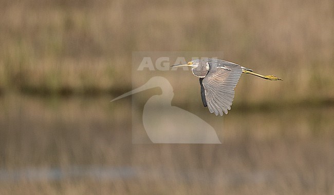 Tricolored Heron (Egretta tricolor) in flight stock-image by Agami/Ian Davies,