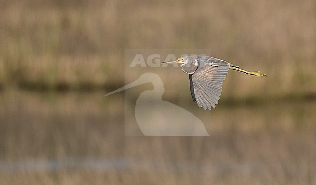 Tricolored Heron (Egretta tricolor) in flight stock-image by Agami/Ian Davies,