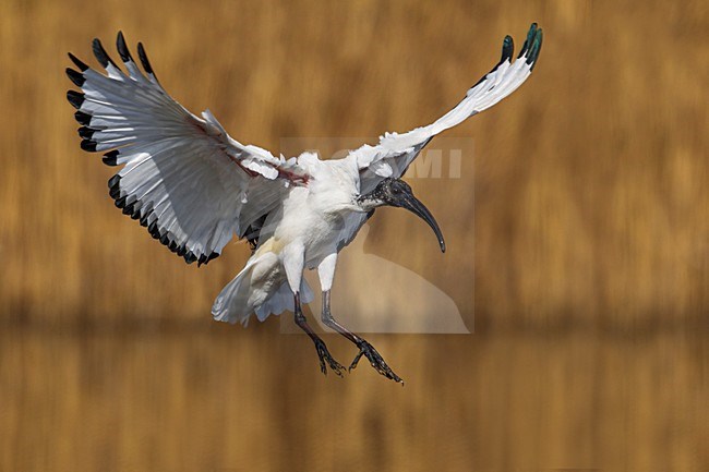 Heilige Ibis; Sacred Ibis stock-image by Agami/Daniele Occhiato,