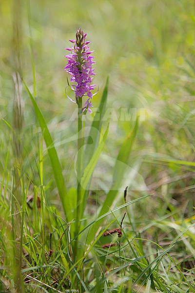 Heath Spotted-orchid, Dactylorhiza maculata stock-image by Agami/Theo Douma,