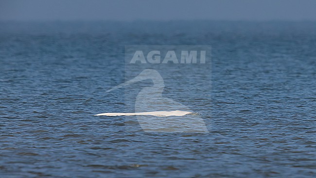 Beluga Whale (Delphinapterus leucas) swimming off Julianadorp, Noord Holland, the Netherlands. stock-image by Agami/Vincent Legrand,