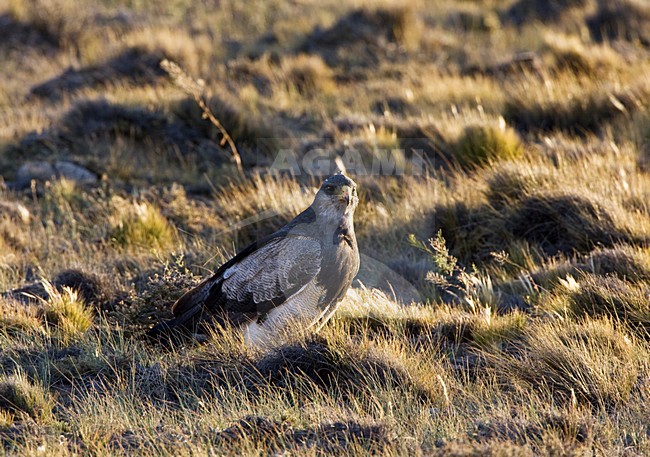 Grijze Arendbuizerd zittend in gras; Black-chested Buzzard-Eagle perched in grass stock-image by Agami/Marc Guyt,
