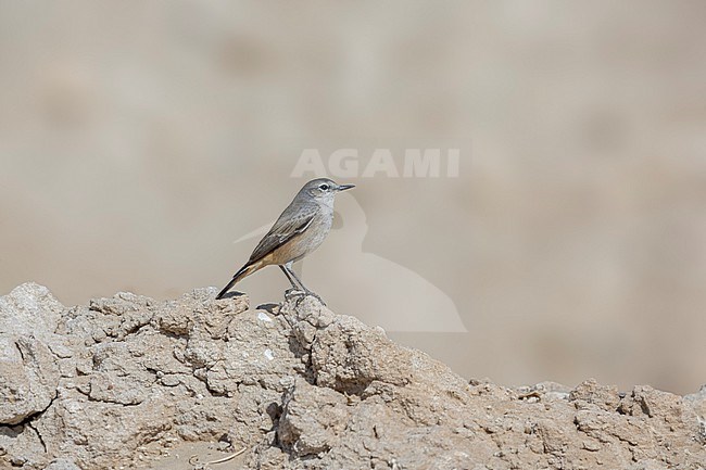 Red-tailed Wheatear
(Oenanthe chrysopygia) aka Persian Wheatear sitting on the ground in the desert, Kuwait. stock-image by Agami/Vincent Legrand,