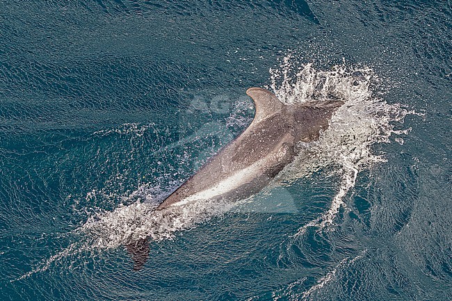 Peale's dolphin (Sagmatias australis) in Chile. Also known as the black-chinned dolphin. stock-image by Agami/Pete Morris,