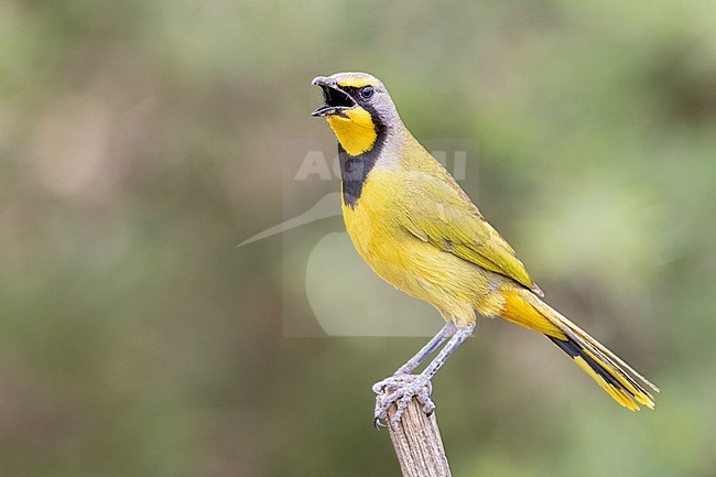 Bokmakierie (Telophorus zeylonus), adult singing from the top of a post, Western Cape, South Africa stock-image by Agami/Saverio Gatto,