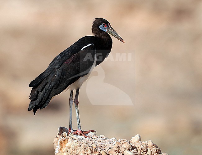 Abdim's Stork, Ciconia abdimii at Salalah - Oman stock-image by Agami/Aurélien Audevard,
