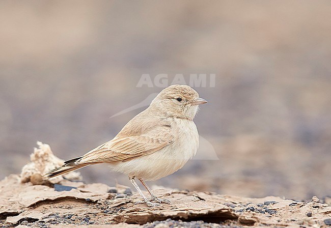 Bar-tailed Lark (Ammomanes cincrura) standing on the ground in Morocco. stock-image by Agami/Markus Varesvuo,