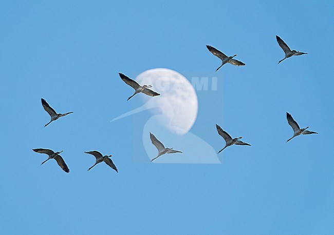 Flock of migrating Common Crane (Grus grus grus) in blue sky, flying in front of moon during autumn migration stock-image by Agami/Ran Schols,