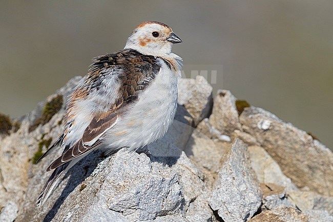 Snow Bunting (Plectrophenax nivalis insulae), adult female perched on a rock stock-image by Agami/Saverio Gatto,
