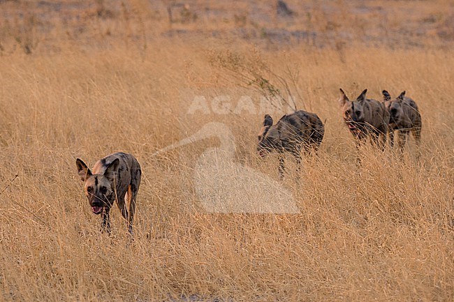 African wild dog pack, Lycaon pictus, walking in the tall grass. Savuti, Chobe National Park, Botswana stock-image by Agami/Sergio Pitamitz,