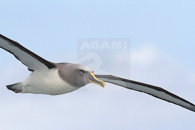 Close-up of a flying Buller's Albatross against a clear blue sky of the coast of Stewart Island, New Zealand. stock-image by Agami/Jacob Garvelink,