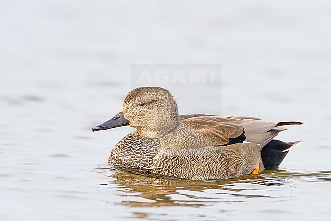 Krakeend; Gadwall; Anas strepera wintering ducks on lake during frost period stock-image by Agami/Menno van Duijn,