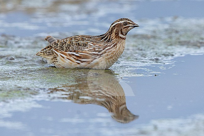 Common Quail (Coturnix coturnix), side view of an adult male crouched in a pool, Campania, Italy stock-image by Agami/Saverio Gatto,
