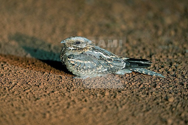 Wintering Red-necked Nightjar, Caprimulgus ruficollis, roosting on dirt track in Mole NP in Ghana. stock-image by Agami/Dick Forsman,