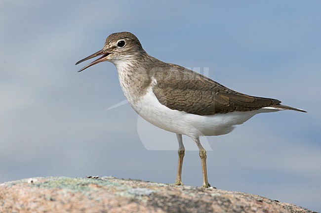 Oeverloper; Common Sandpiper stock-image by Agami/Markus Varesvuo,