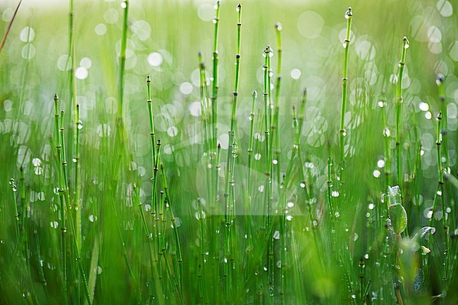 Variegated Horsetail, Equisetum variegatum stock-image by Agami/Wil Leurs,
