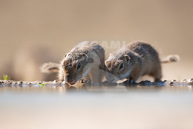 European Souslik (Spermophilus citellus) in Hungary. Also known as European ground squirrel. Drinking water. stock-image by Agami/Han Bouwmeester,