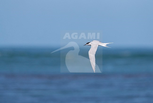 Adult White-fronted Tern (Sterna striata) in New Zealand. Flying over the ocean. stock-image by Agami/Marc Guyt,