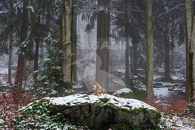 A gray wolf, Canis lupus, resting on a snow-covered mossy boulder in a foggy forest. Bayerischer Wald National Park, Bavaria, Germany. stock-image by Agami/Sergio Pitamitz,