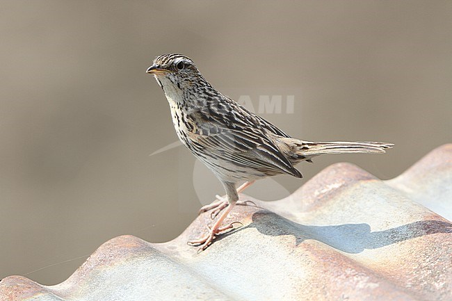 Upland Pipit (Anthus sylvanus) at Poon hill in Nepal. Standing on a roof top of a rural house. stock-image by Agami/James Eaton,