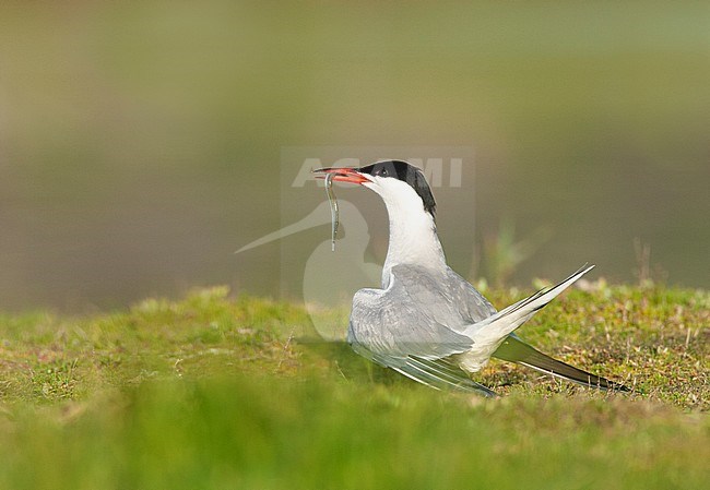 Common Tern (Sterna hirundo) adult with fish stock-image by Agami/Roy de Haas,
