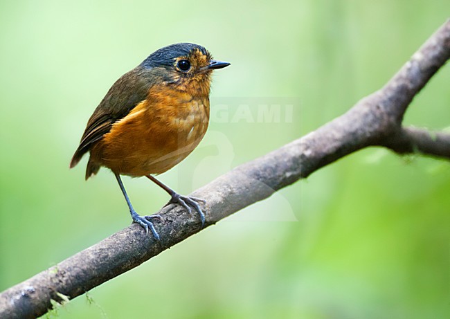 Grijskapdwergmierpitta, Slate-crowned Antpitta stock-image by Agami/Marc Guyt,