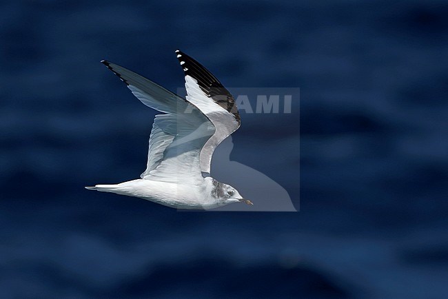 Subadult Sabine's Gull (Xema sabini) in flight over the Atlantic Ocean off northern Spain. stock-image by Agami/Dani Lopez-Velasco,